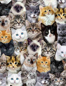 Timeless Treasures Are You Kitten Me Mixed Breeds Of Cats Fabric