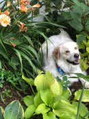 Pet Portrait: Photo To Fabric In 3 Classes ~ Aug 8, 2026