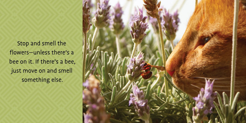 Life Lessons From Cats