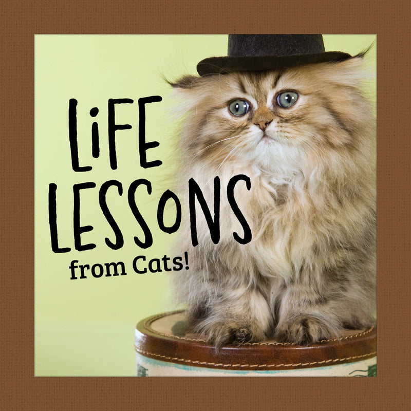 Life Lessons From Cats