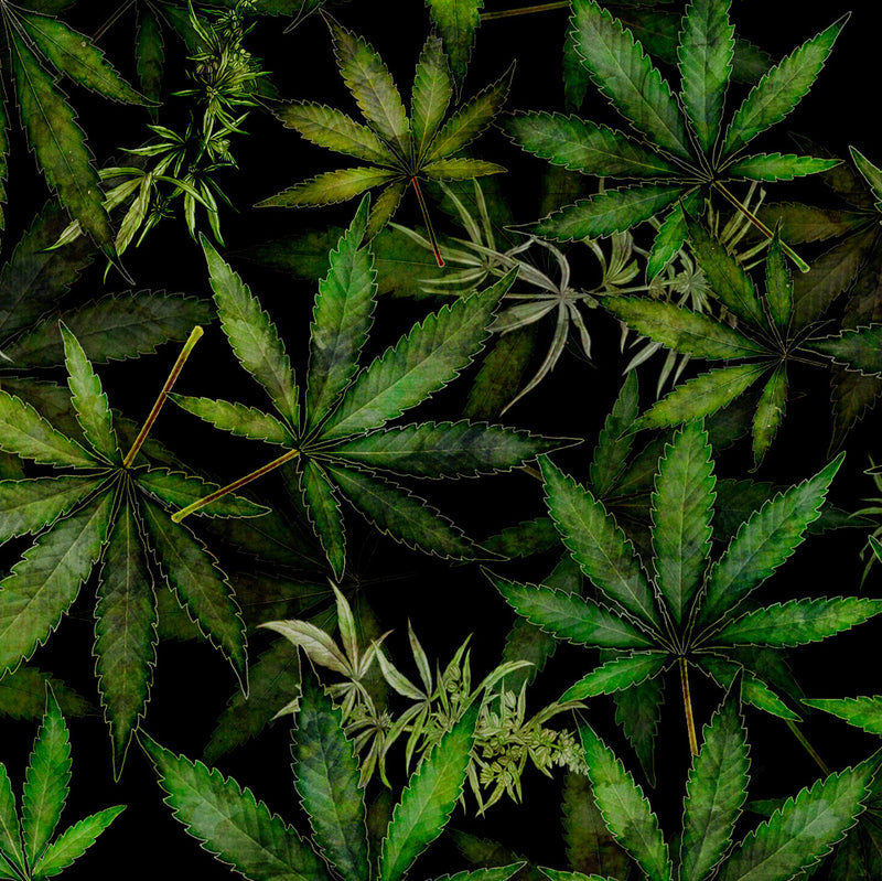 Quilting Treasures Happy Harvest Cannabis Leaves Black Fabric