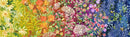 Moda Wild Blossoms Wildflower Ombre Rainbow Fabric