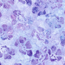 Robert Kaufman Artisan Batiks Wild Garden Hyacinth Fabric