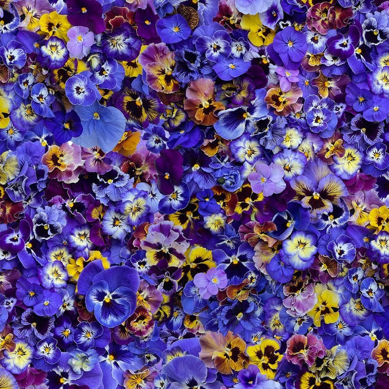 Maywood Studios Hand Picked Pansies Violet/Royal Fabric